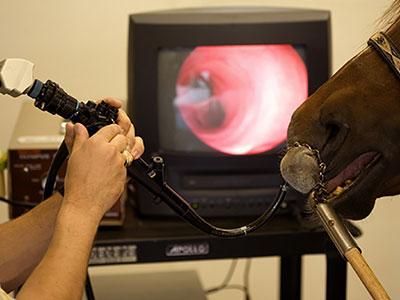 Endoscope vétérinaire